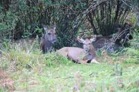 Sambar-Hirsche im Nationalpark Horton Plains